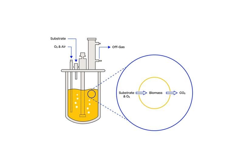 Simplified illustration of cellular conversion of substrate and O2 resulting in CO2 and biomass.