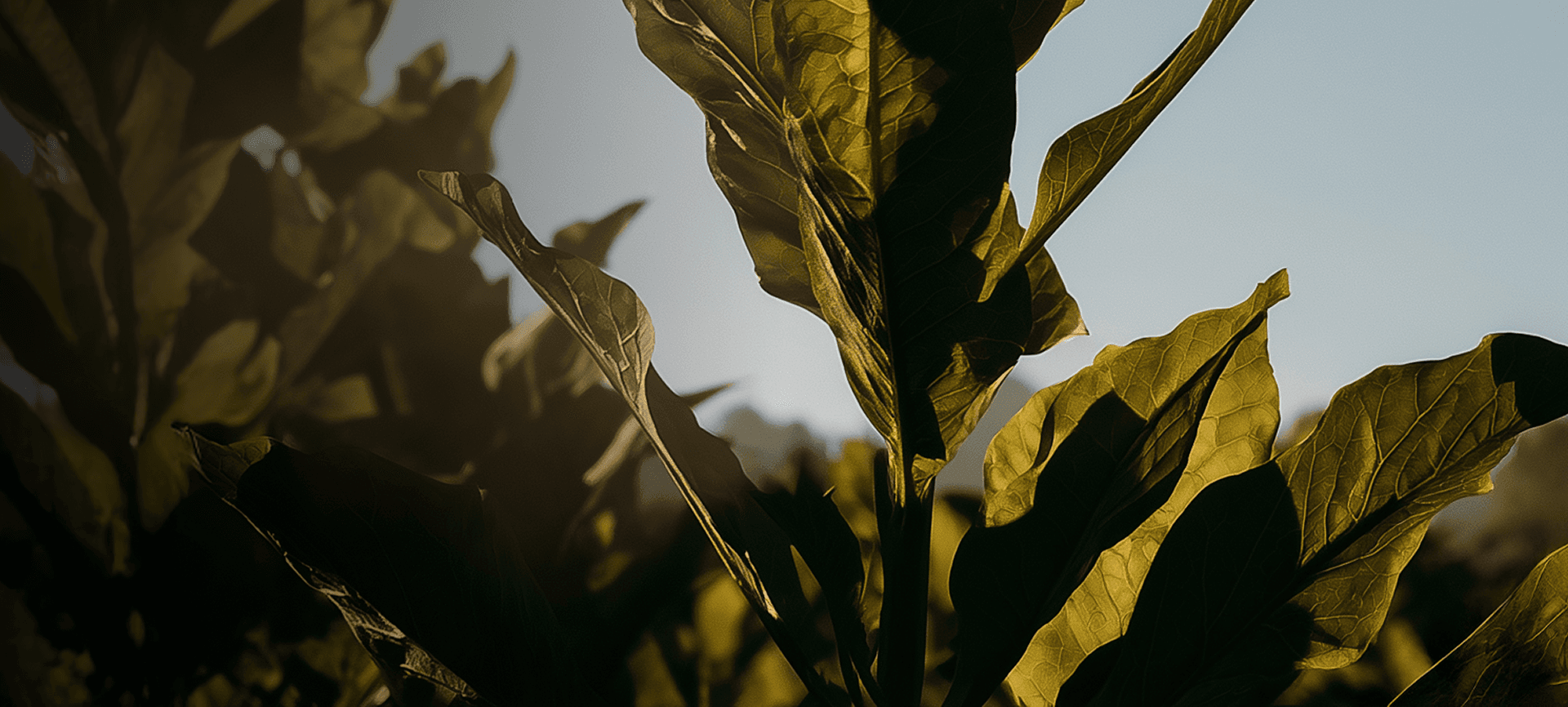 Tobacco plant