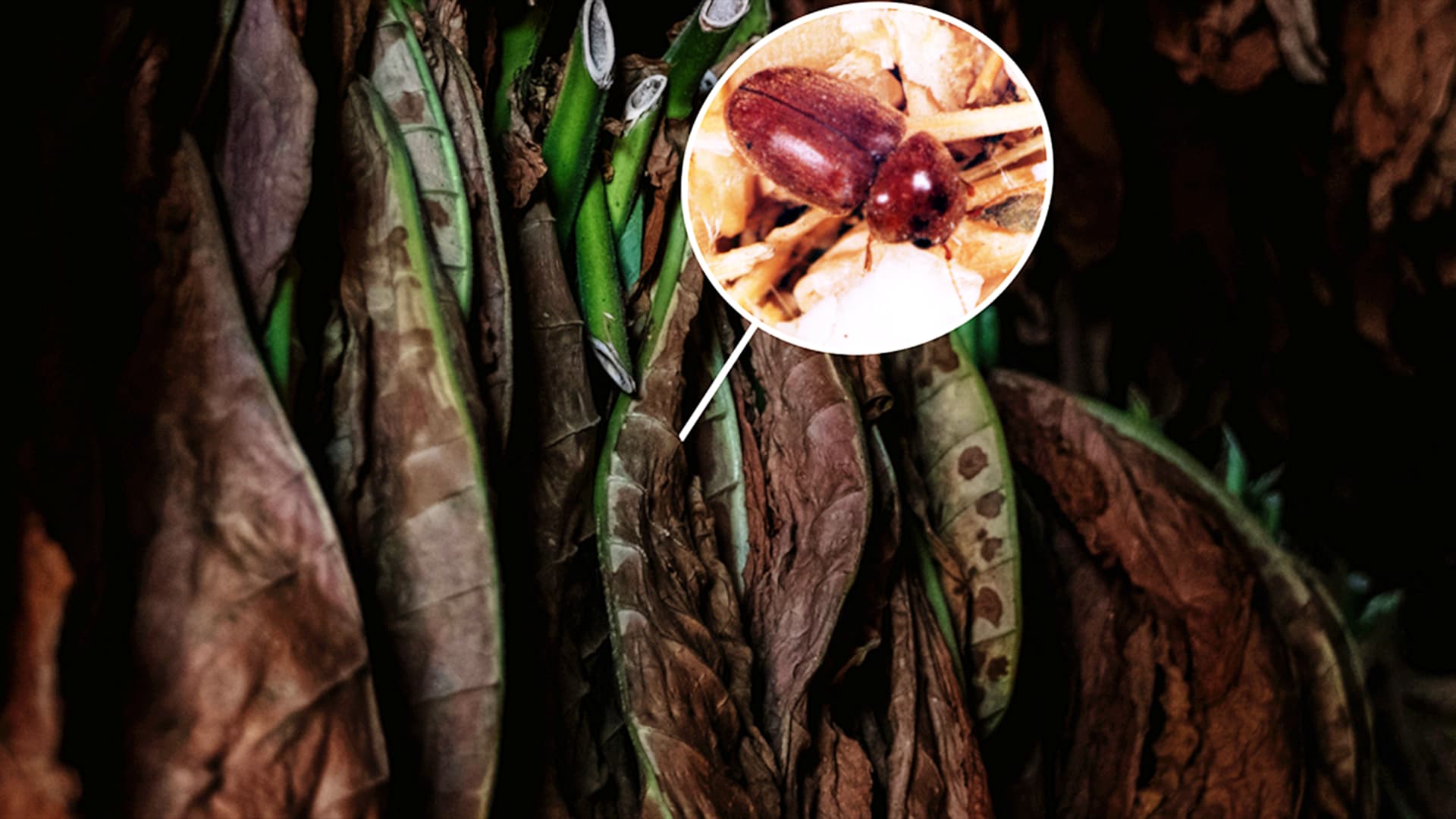 Detail image of a bug used as a pheromone trap in the tobacco industry