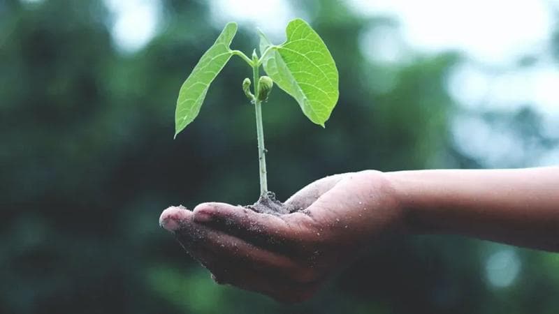 Hand holding a plant.