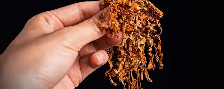 A hand holding a piece of dried tobacco, showcasing its texture and color against a neutral background.