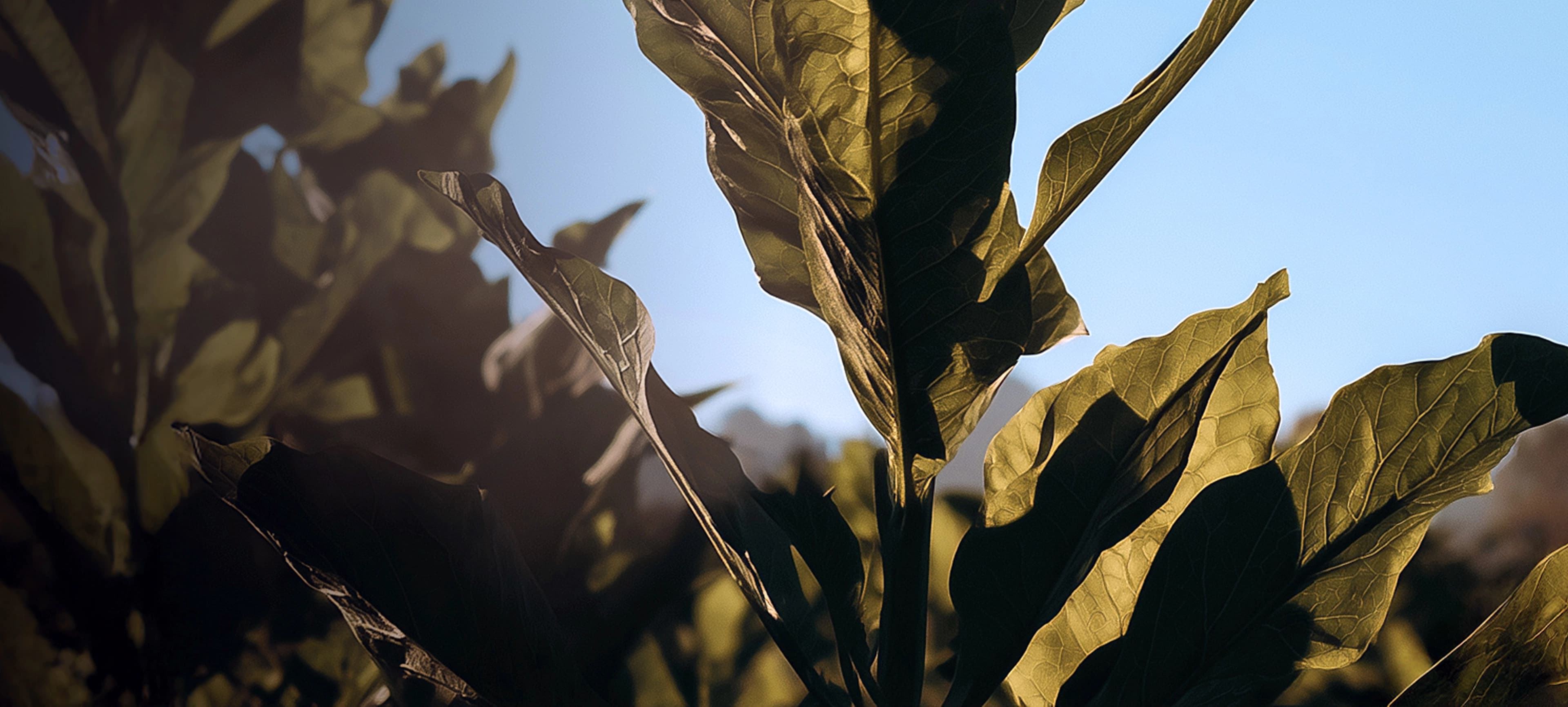 Tobacco plant