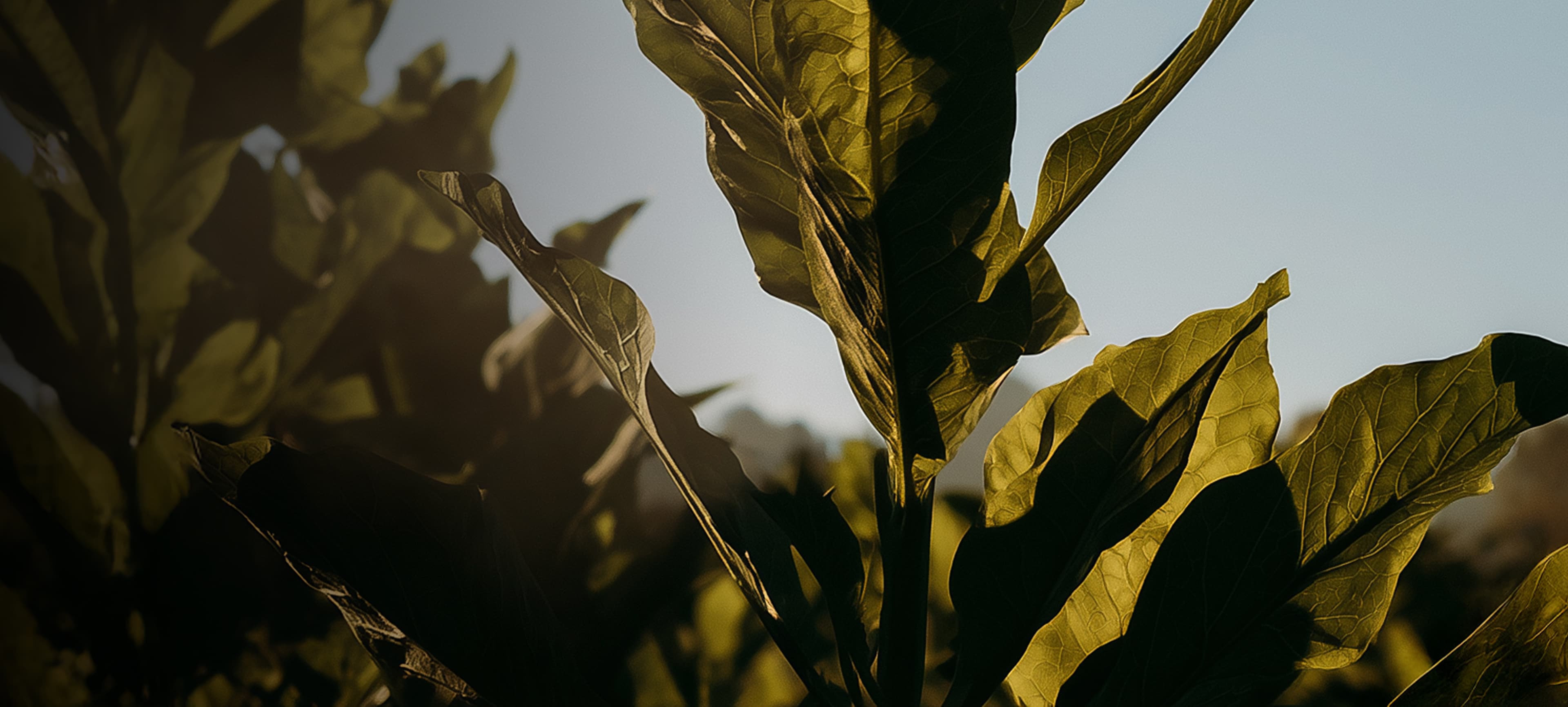 tobacco leaves