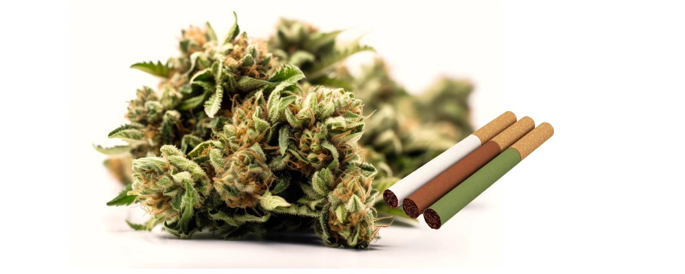 Bild von Hanf-Pre-Rolls.