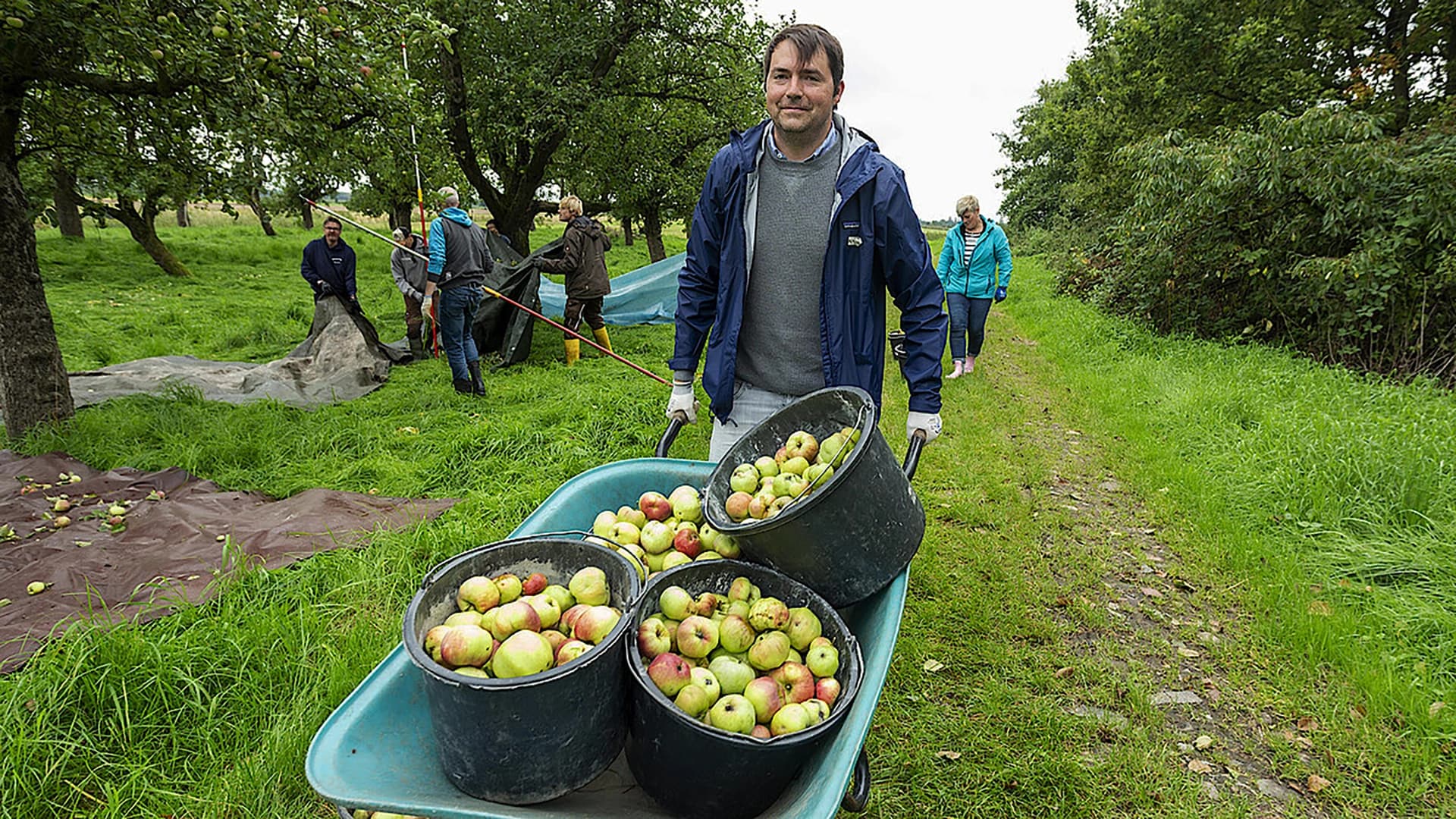 Landarbeiter beim Pflücken von Äpfeln.