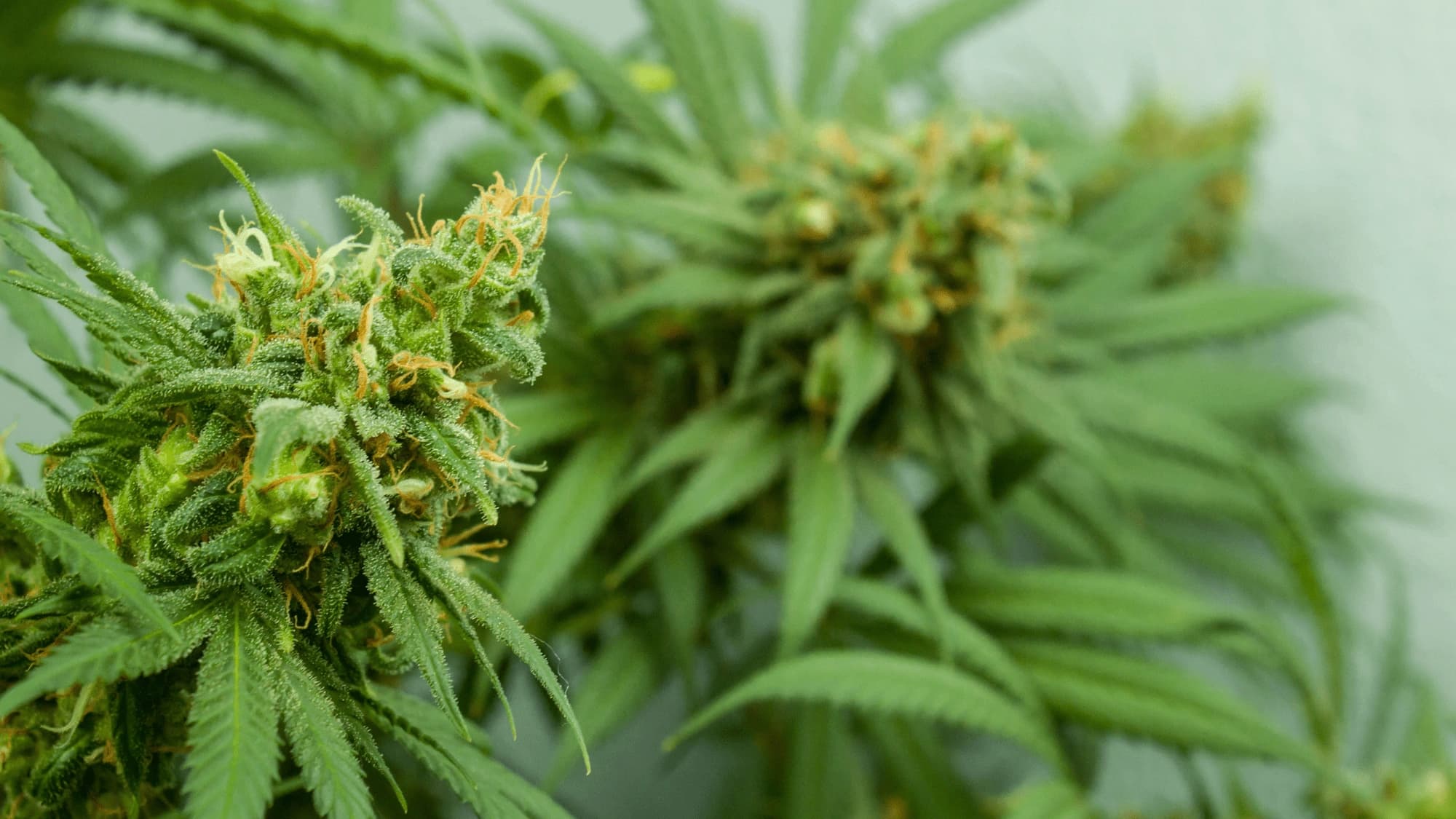 Rows of hemp plants flourishing in a verdant field