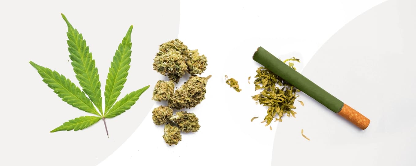 Nahaufnahme von Cannabis und einer Zigarette, die nebeneinander liegen